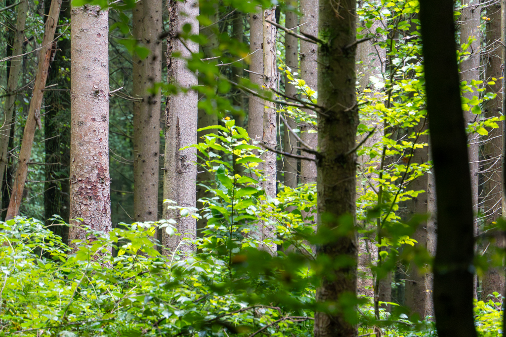 schöner grüner Wald