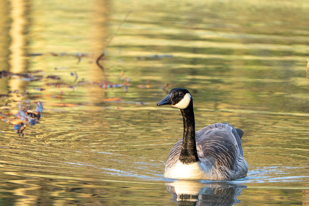 Kanadagans auf dem Teich im Sonnenaufgang