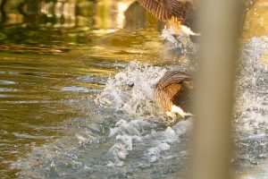 Kandagänse beim Abflug im Teich.