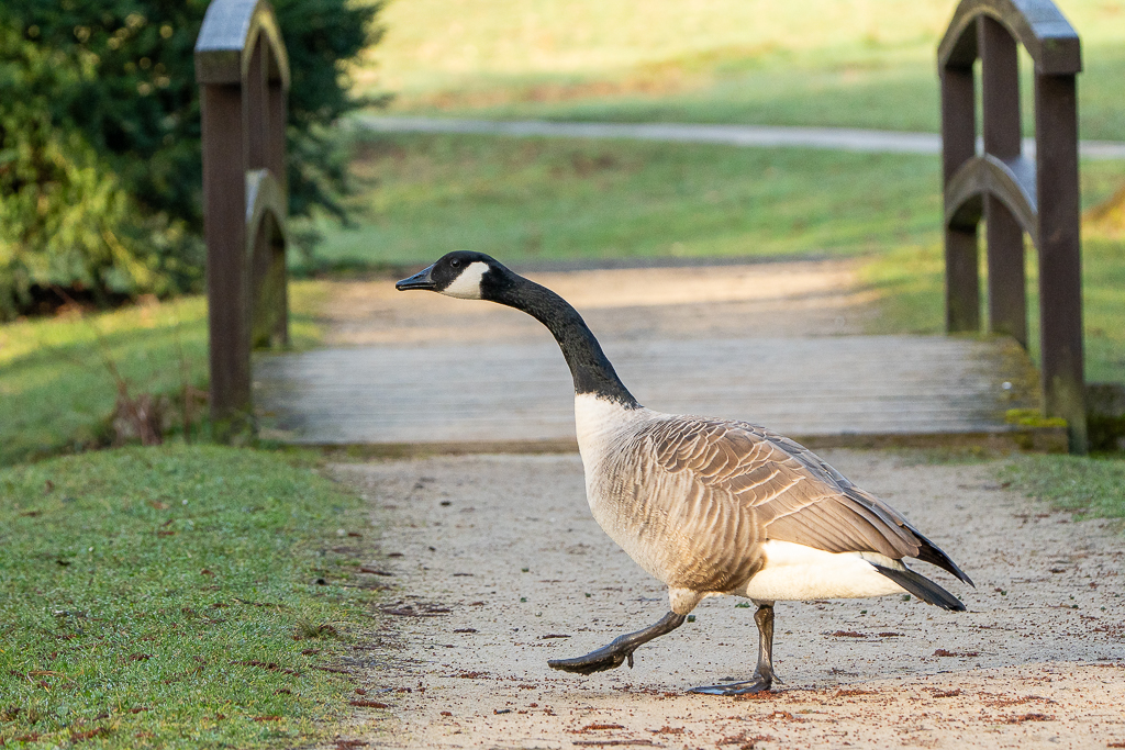 Kanadagans beim Wechsel zwischen den beiden Teichen