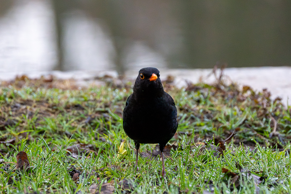 Amsel am Teich