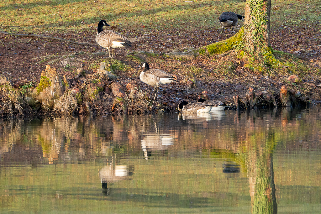 Kanadagänse im Viktoriapark
