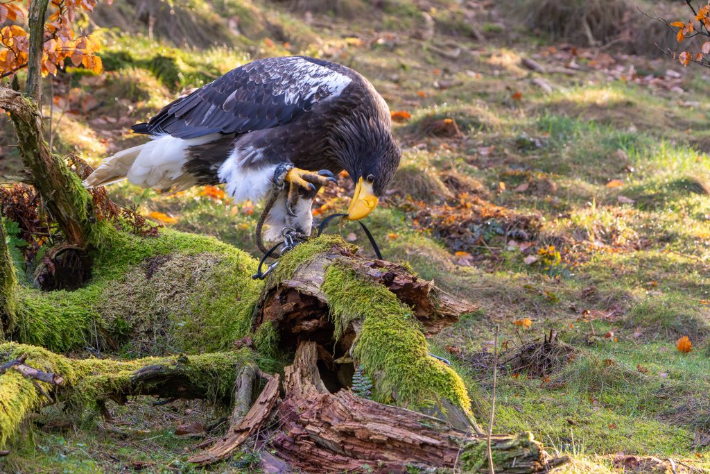 Seeadler Miro. Kamtschatka Riesenseeadler spielt mit dem Ledergurt.