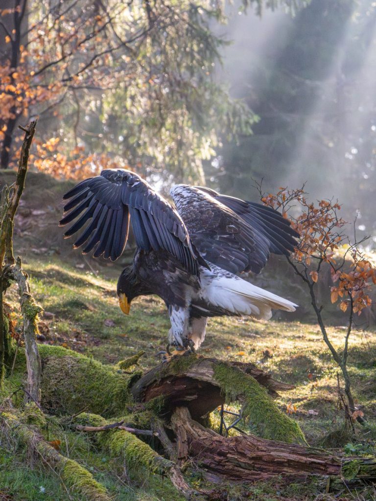 Kamtschatka Riesenseeadler vom Falkenhof Großer Feldberg im Sonnenaufgang auf Fotoworkshop mit Nicole Herr "Nicoles Moments". Auf dem großen Feldberg im Taunus.