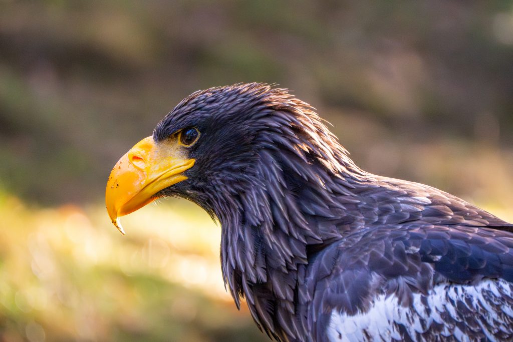 Das Auge des Adlers. Kamtschatka Riesenseeadler aus dem Falkenhof Großer Feldberg im Taunus