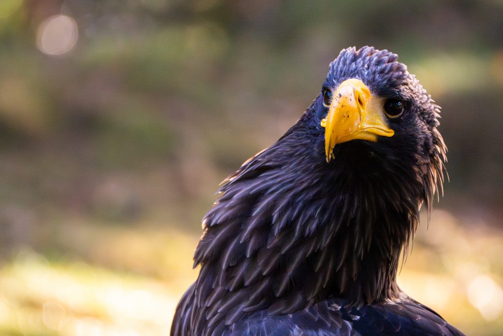 Riesenseeadler checkt die Lage aus. Kamtschatka Riesenseeadler