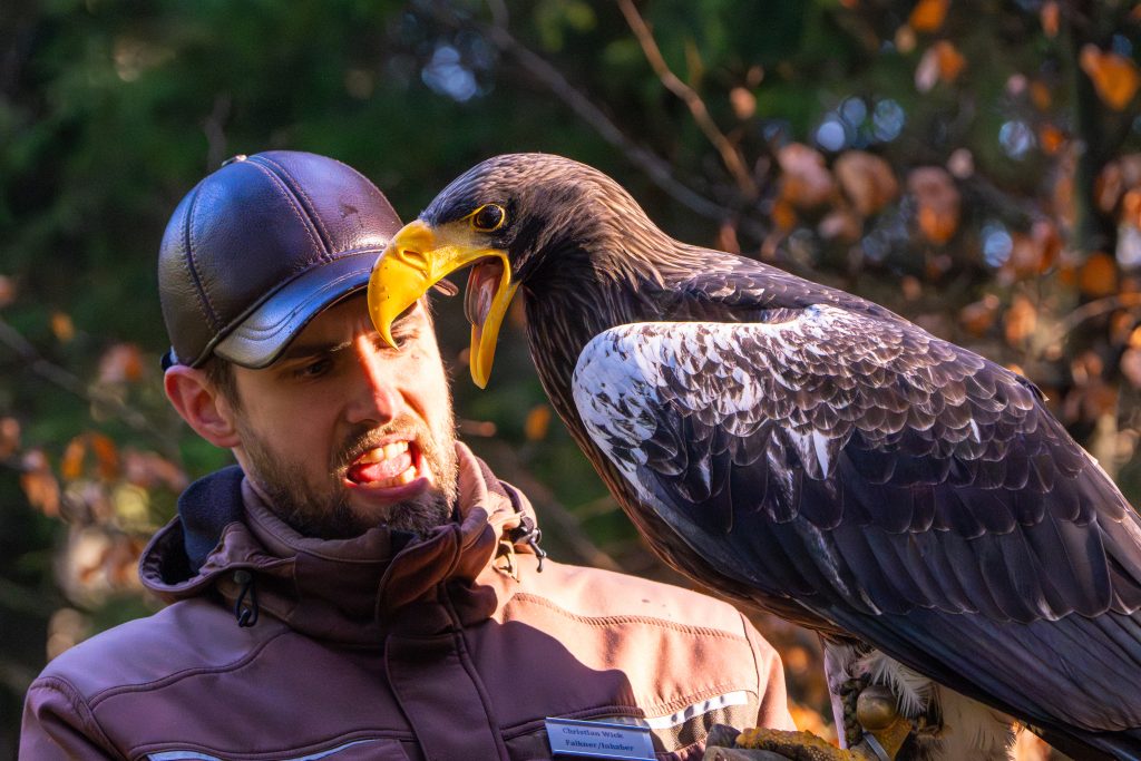 Christian Wick, Inhaber des Falkenhof Großer Feldberg, kommuniziert sehr direkt mit dem Seeadler