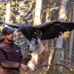 Falkner Christian Wick mit dem Riesenseeadler Miro