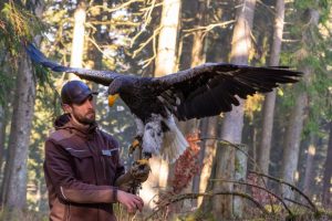 Falkner Christian Wick mit dem Riesenseeadler Miro