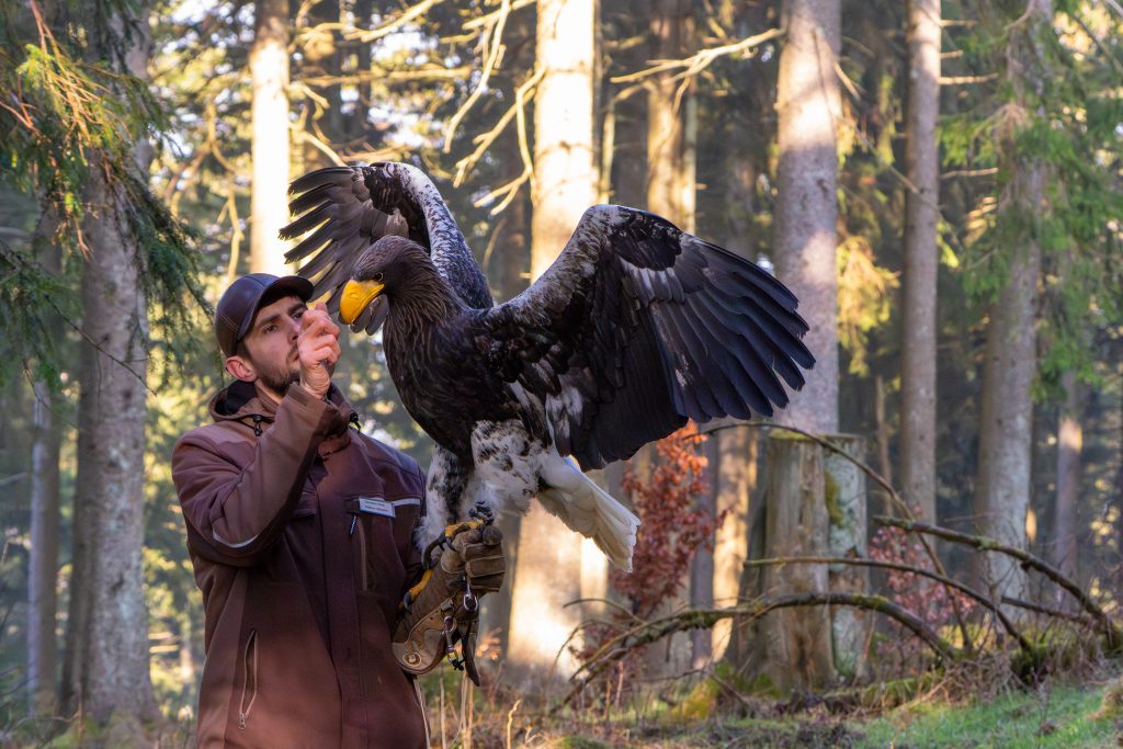 Miro der Seeadler mit Christian Wick vom Falkenhof Großer Feldberg