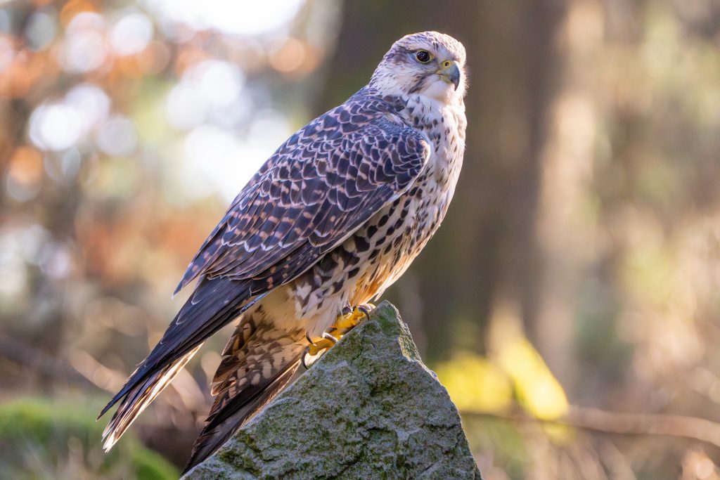 Majestätisch sitzt Gerfalke Sarah auf ihrem Stein und lässt sich in Ruhe fotografieren.