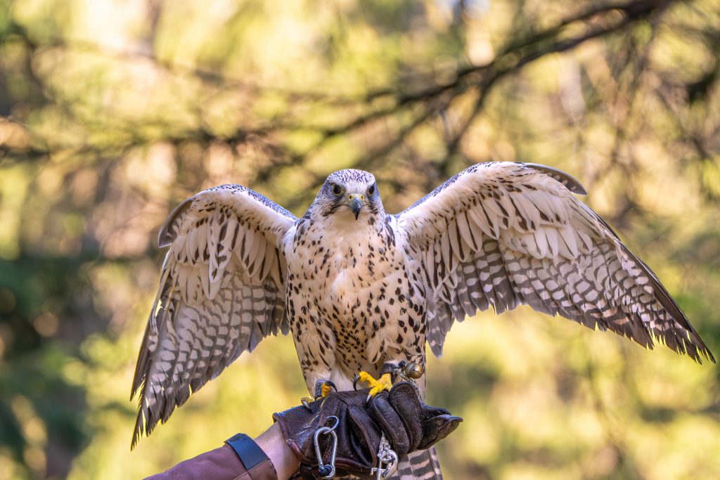 Gerfalke Sara breitet die Flügel aus.