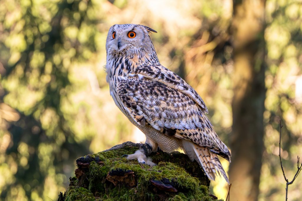 der sibirische UHU lässt sich in Ruhe fotografieren. Schön schneeweiß und orangene Augen.
