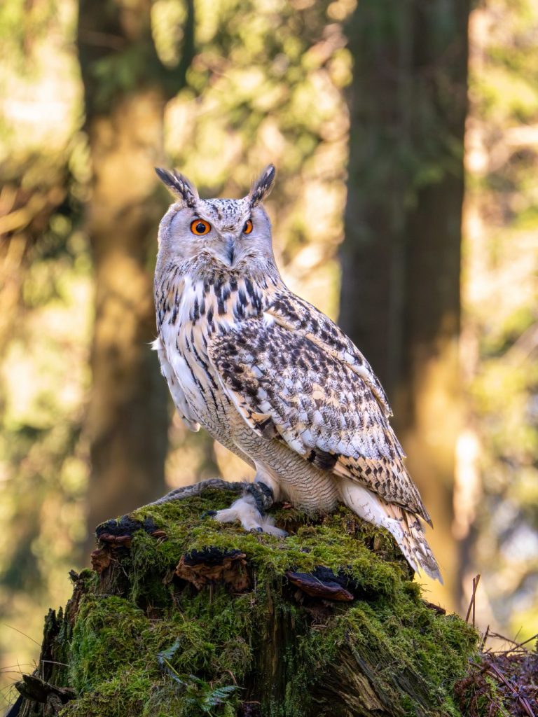 Sibirischer UHU sitzt entspannt auf grünem Moos und lässt sich fotografieren. Fotoworkshop mit Nicole Herr (@nicoles_moments auf Instagram) auf dem großen Feldberg im Taunus im März 2026