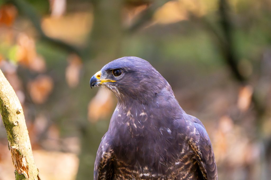 Mäusebussard Matze.