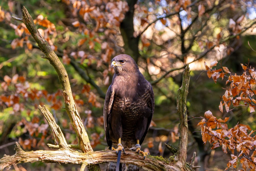 Mäusebussard Matze sitzt entspannt auf seinem Ast.