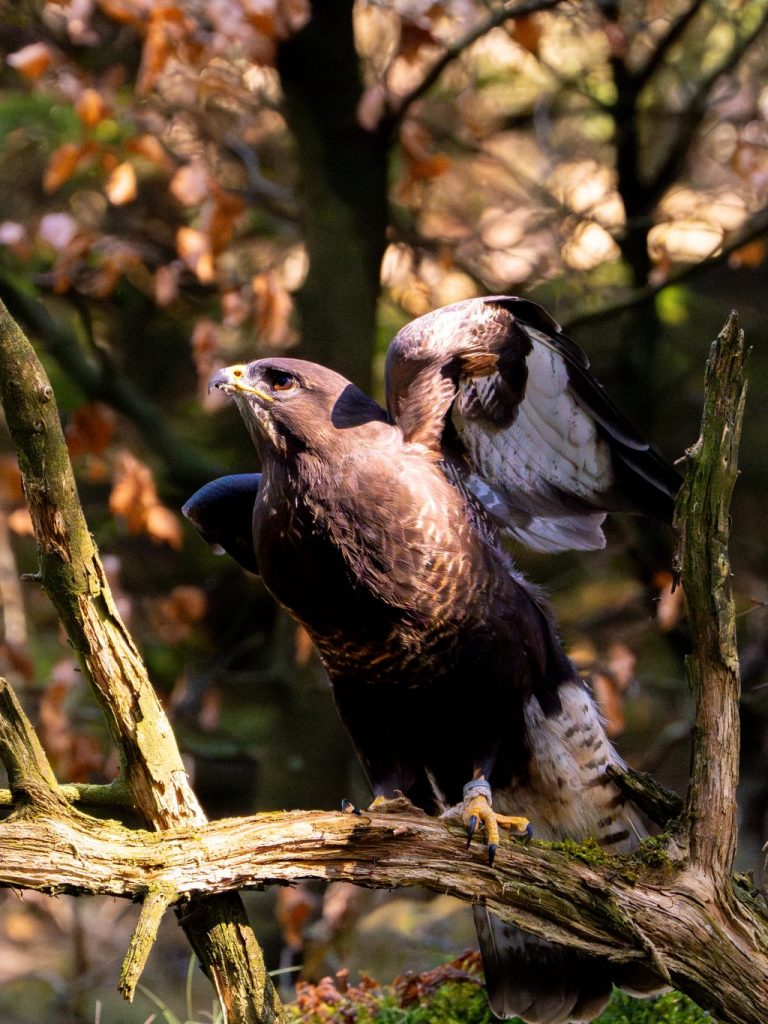 Kurz vor dem Moment mit den blauen Flügeln. Mäusebussard Matze vom Falkenhof Großer Feldberg.