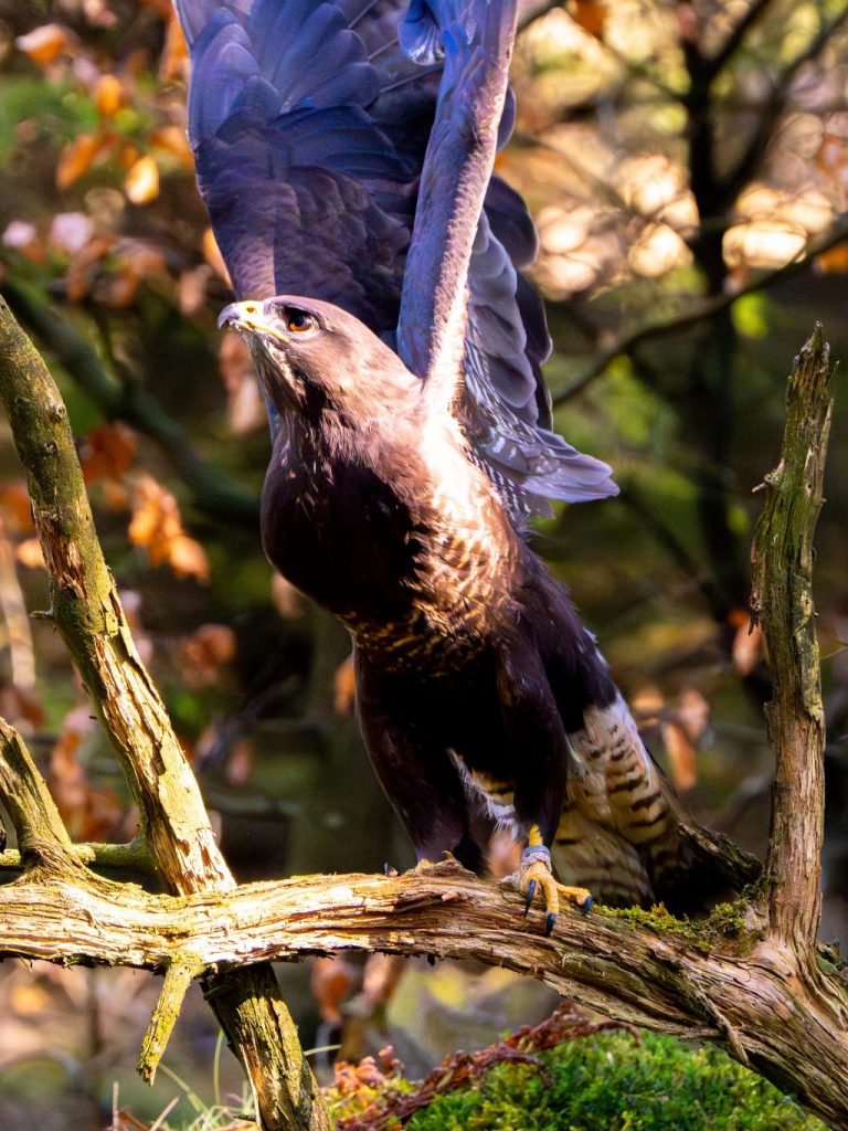 Mäusebussard aus dem Falkenhof Großer Feldberg reißt die Flügel hoch. Die Flügel glänzen Blau durch eine Spiegelung.