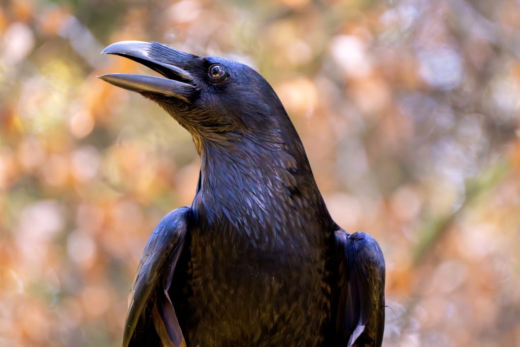 Kolkrabe Kalli in Schwarz mit blauer Spiegelung in den Flügeln.
