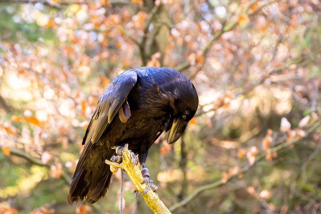 Kolkrabe Kalli schaut nach seinem Lederband.