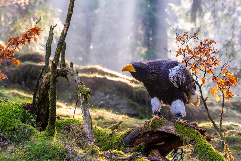 Neugieriger Seeadler beim Fotoworkshop mit Nicoles Moments - @nicoles_moments auf Instagram