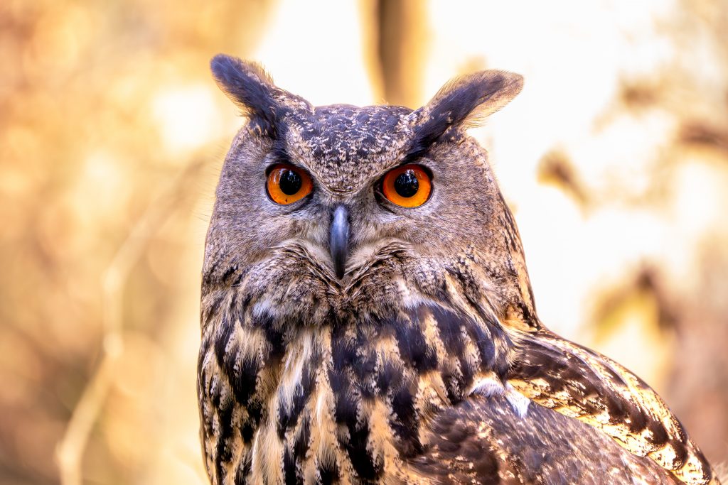 Anton der Uhu aus dem Falkenhof Großer Feldbederg ist vollkommen tiefenentspannt beim Fotoworkshop mit Nicole Herr. @nicoles_moments auf Instagram.