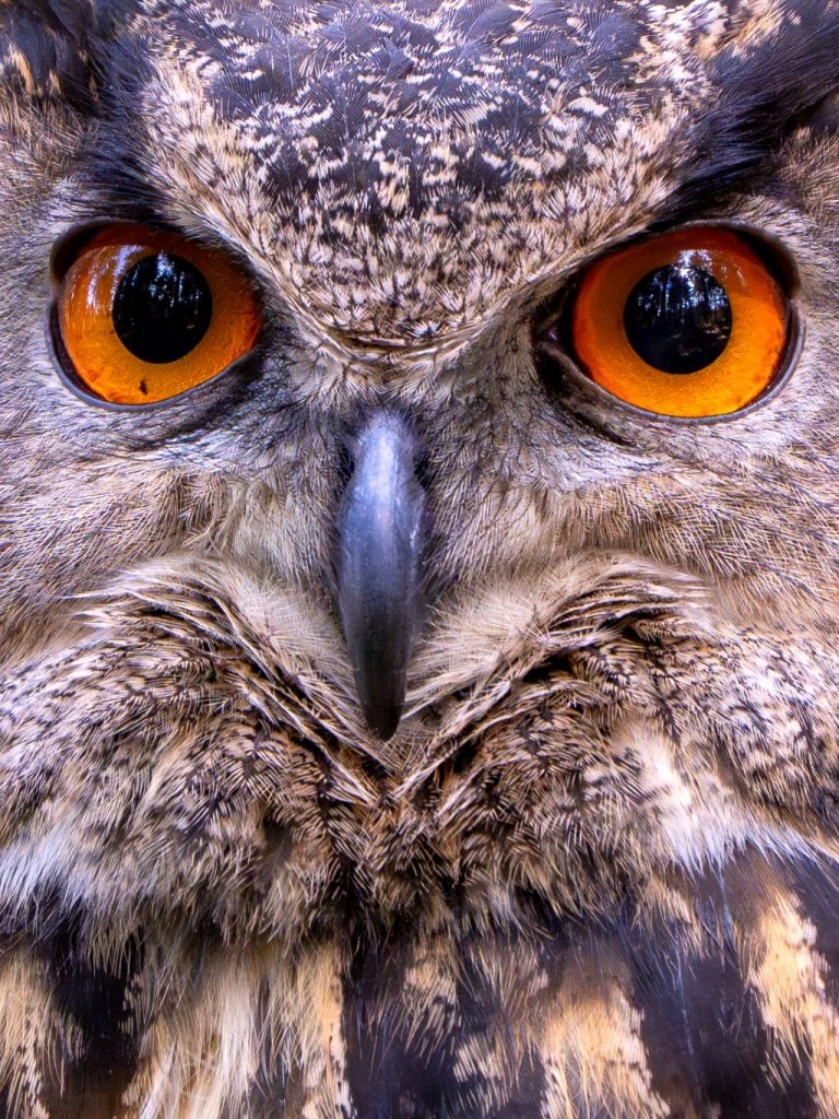 Ausschnitt aus dem vorherigen Bild von Anton (nicht aus Tirol) dem europäischen UHU.