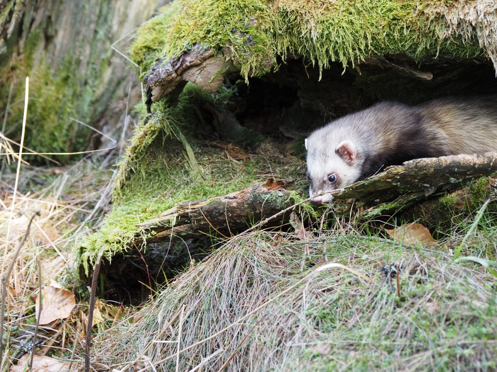 Frettchen spielt in grünem Moos auf Greifvogelworkshop mit Nicole Herr und Christian Wick. @nicoles_moments auf Instagram