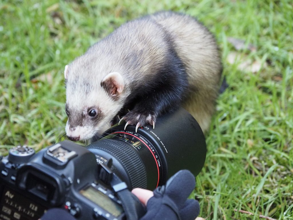 Frettchen klettert auf Kamera und möchte auch mal fotografieren. Spaß nach dem Fotoworkshop mit Nicole Herr @nicoles_moments auf Instagram.