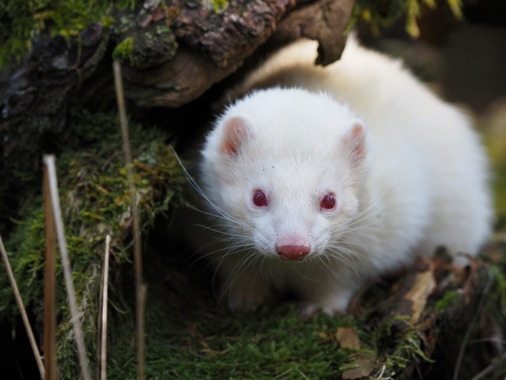 weißes Frettchen mit roten Augen spielt in grünem Moos. Falkenhof Großer Feldberg im Taunus