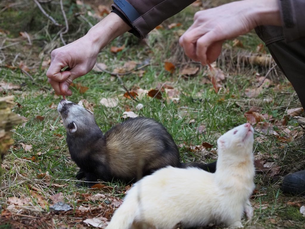 Frettchen werden gefüttert von Christian Wick, Inhaber und Falkner im Falkenhof Großer Feldberg im Taunus.