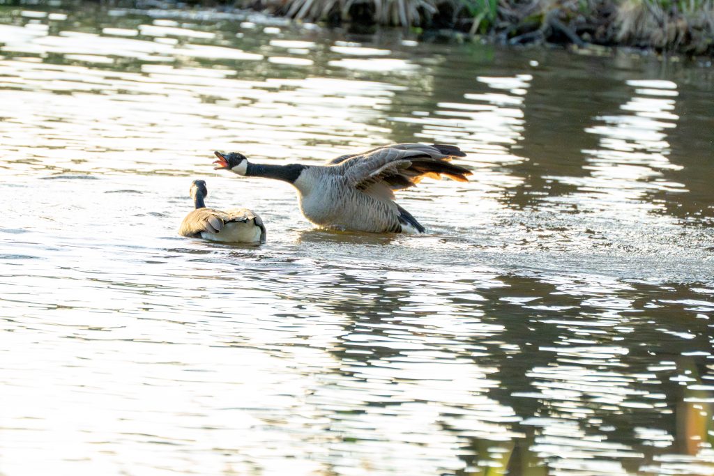 Die Fortsetzung zu dem vorherigen Bild auf dem die brüllende Gans die Flügel schon leicht herunternimmt und den Kopf brüllend zu der anderen Gans streckt. Eine sehr energievolle Szene auf dem Teich. Wieder ist das Bild leicht zu hell aber trotzdem schön, wegen der Energie in der Szene.