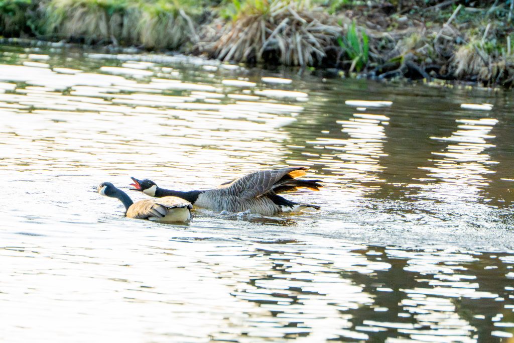 Bild drei in der Reihe. Die brüllende Gans streckt den Kopf jetzt ganz nah zu der anderen Gans und reisst dabei den Schnabel brüllend auf. Die Flügel sind jetzt schon am Körper angelegt und sie bildet eine schmale Linie im Gegensatz zum ersten Bild, wo sie mit den Flügeln sich noch aufgebaut hat. Die zweite Gans wirkt jetzt zwar immer noch ruhig und als ob sie den Stress einfach ignorieren möchte, weicht aber mit dem Kopf "genervt" aus, weil ihr das Gebrüll, direkt ins Ohr wahrscheinlich zu laut ist.