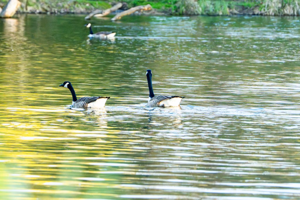 Entspannte Szene mit den Kanadagänsen in Kronberg auf dem Teich. Zwei Kanadagänse schwimmen über das Wasser, während das Wasser auf der einen Seite grünlich schimmert und auf der anderen Seite hell "weiss", durch das grelle Licht.