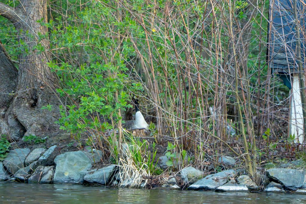 Herangezoomtes Bild, der Insel auf dem kleinen Teich. Auf der Insel hat die Stadt eine kleine Hütte für die Wassertiere gebaut. Von dieser sieht man nur ganz leicht den Rand. Man sieht, von den Zweigen verdeckt, wie eine Gans dort alleine sitzt. Das ist interessant, weil sie wahrscheinlich die Kanadagans ist, die auf die Eier, den Nachwuchs, aufpasst, der hoffentlich bald kommt und die süssen kleinen Küken bringt.