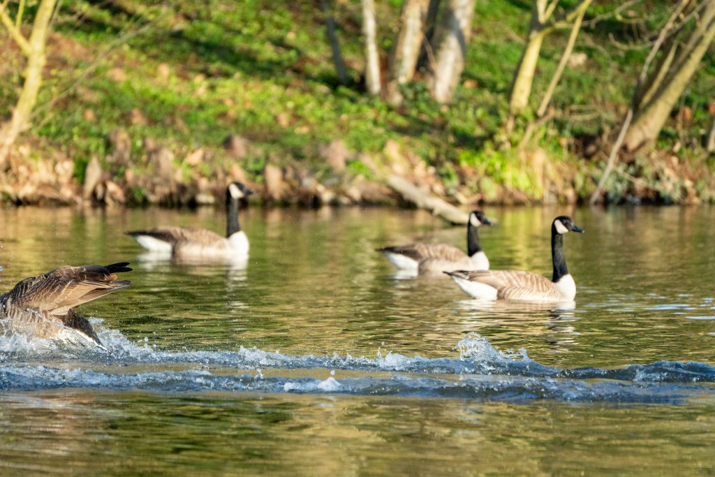 Noch gibt es keine Küken auf dem Teich. 3 Gänse schwimmen entspannt auf dem Teich, als eine hereingesprungen kommt und von einem Flug landet. Sie zieht eine Landungsspur mit Spritzern einmal quer durch das Bild und ist selbst nur noch links am Rand zur hälfte zu sehen.