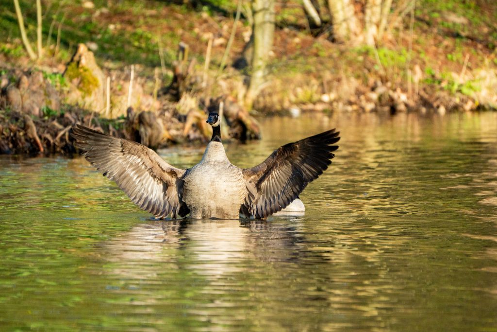 Eine Kanadagans breitet die Flügel auf. Man sieht auf dem Bild leicht verschwommenen Hintergrund im goldenen Licht des Sonnenaufgang. Das Wasser schimmert leicht grünlich dabei und man sieht die Spiegelung der Gans im Wasser.