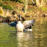 Kanadagans, die sich bewegt als ob sie tanzt. Hinter der Gans kommt eine zweite sehr entspannt angeschwommen. Goldenes Licht im Sonnenaufgang im Hintergrund.