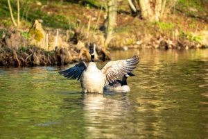 Kanadagans, die sich bewegt als ob sie tanzt. Hinter der Gans kommt eine zweite sehr entspannt angeschwommen. Goldenes Licht im Sonnenaufgang im Hintergrund.
