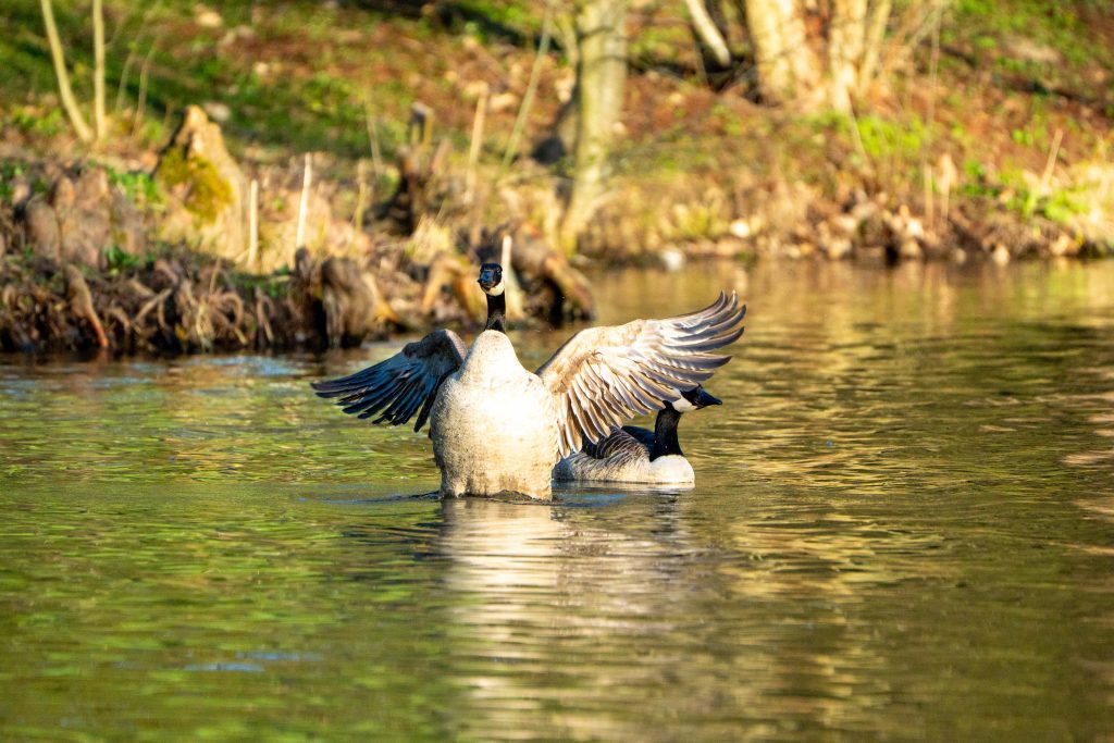 Kanadagans, die sich bewegt als ob sie tanzt. Hinter der Gans kommt eine zweite sehr entspannt angeschwommen. Goldenes Licht im Sonnenaufgang im Hintergrund.