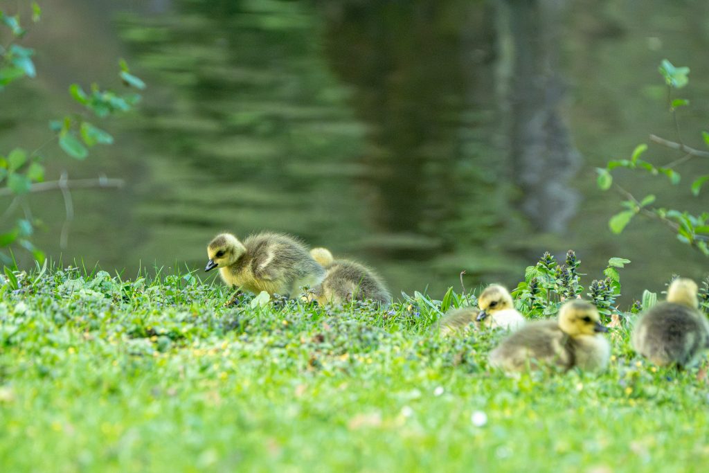 Die Küken der Kanadagänse am Wasser auf Nahrungssuche. Im Viktoriapark in Kronberg Im Taunus.