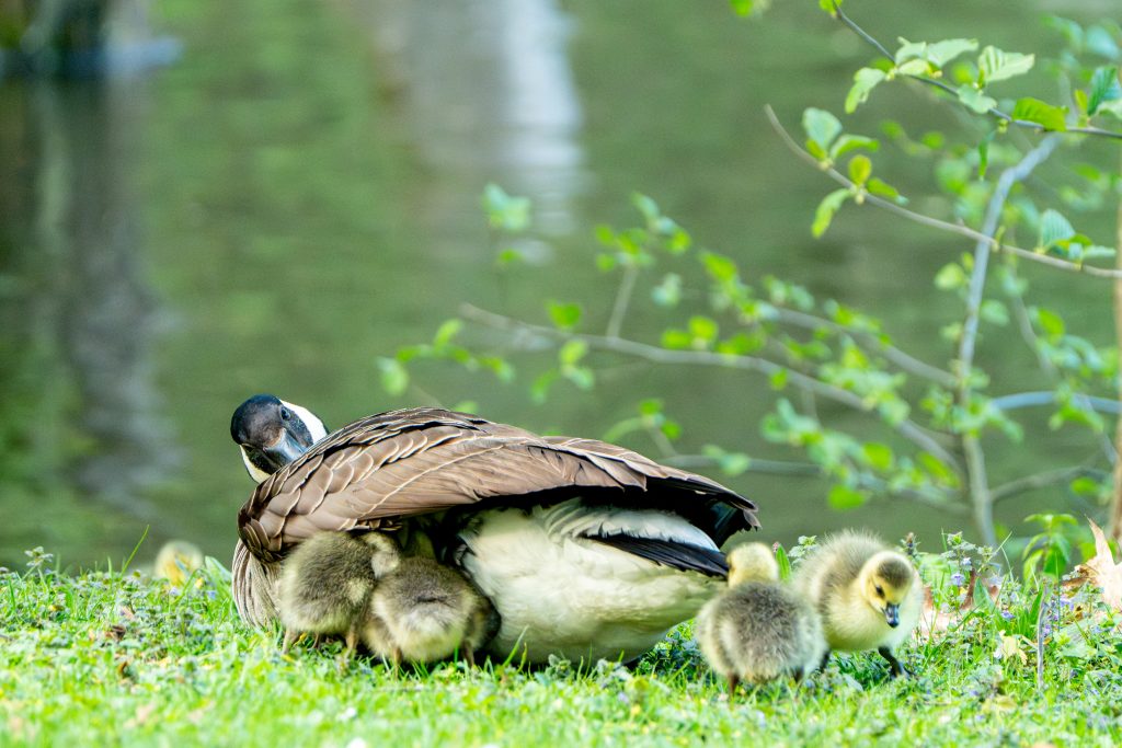 Die Kanadagans-Mutter ist dabei ihre Küken unter das Federkleid zu nehmen um sie zu fetten und zu schützen vor Fressfeinden. Das wird "hudern" genannt.