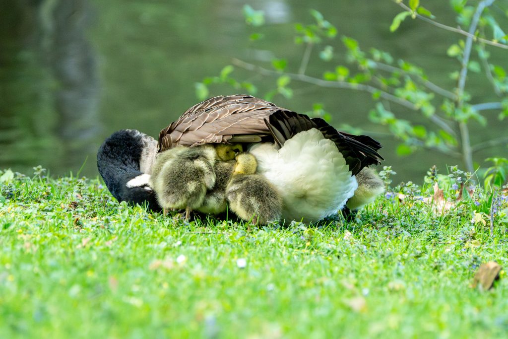 Die Kanadagans "hudert" ihre kleinen Küken. Kanadagänse im Viktoriapark in Kronberg Im Taunus.
