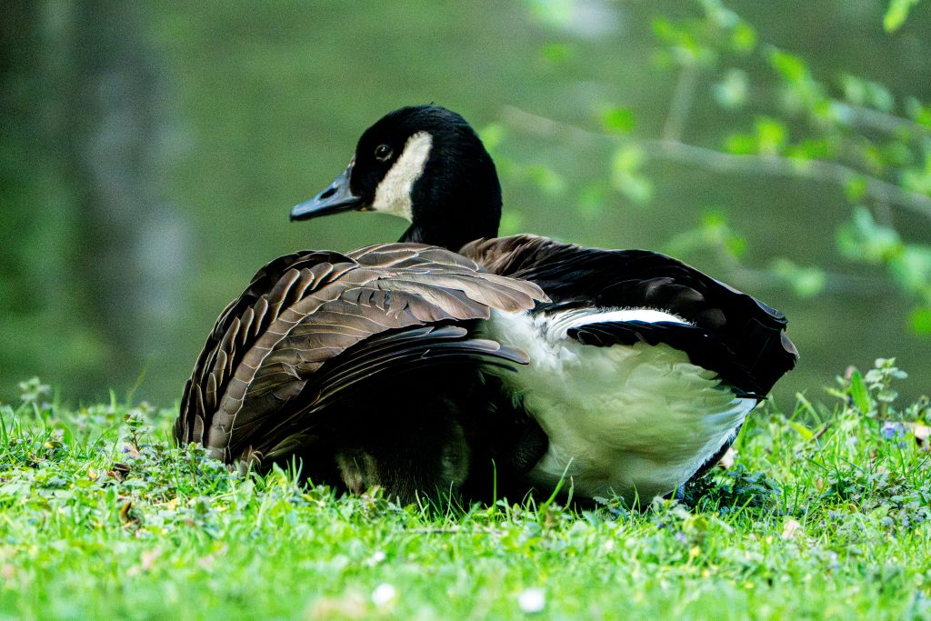 Die Kanadagans-Mutter versteckt ihre Kinder, beim "hudern", unter ihrem Federkleid. Kanadagänse in Kronberg, im Taunus, im Viktoriapark