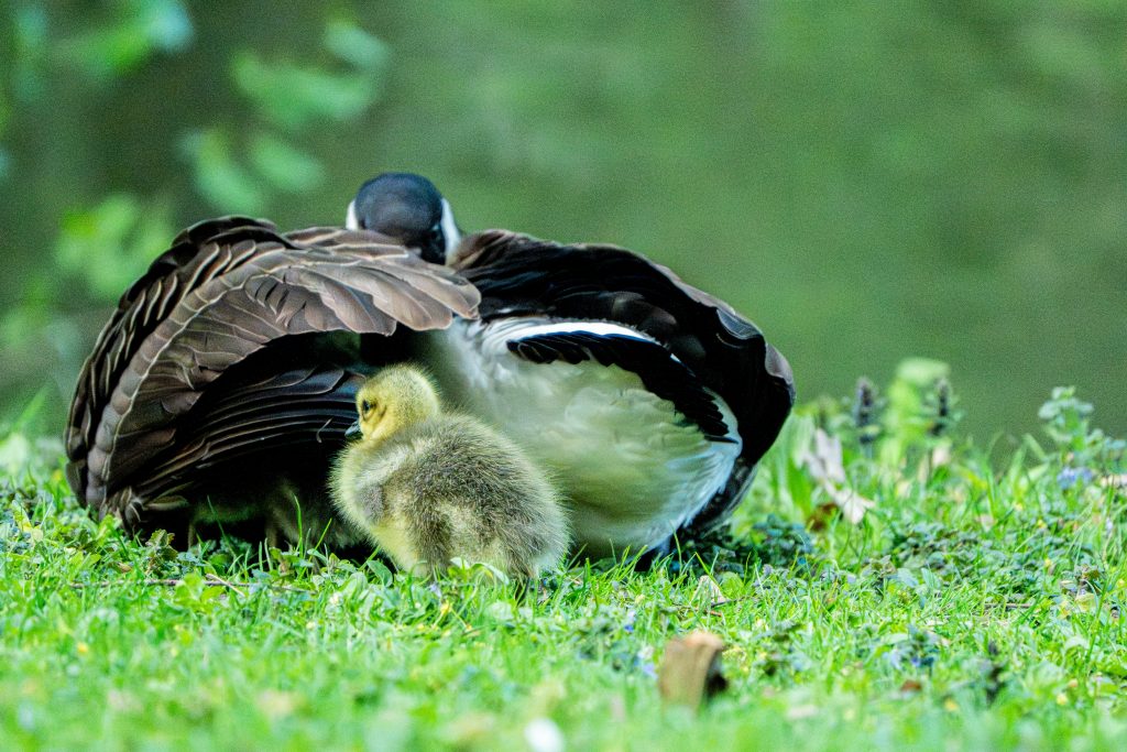 Das "hudern" der Kanadagänse in Kronberg im Viktoriapark