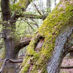 Grünes Moos auf Baum und Vogelhäuschen im Hintergrund