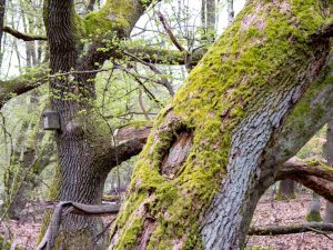 Grünes Moos auf Baum und Vogelhäuschen im Hintergrund