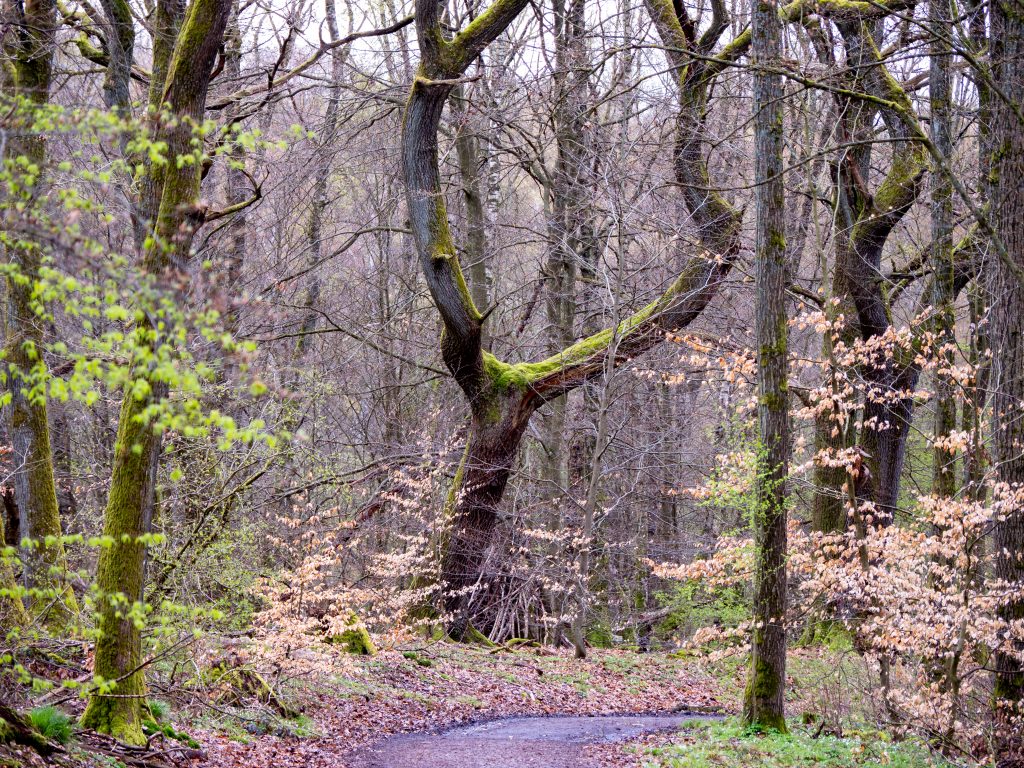 Ein Weg führt gerade aus und dann rechts um eine Kurve aus dem Bild heraus. Der Weg führt aber gerade auf einen Baum mit einer spannenden Y Gabel zu. Wieder dunkles Wetter mit dunklem Baum aber schönem grünen Moos.