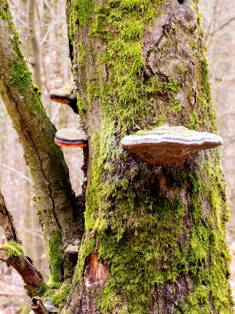 Pilze an einem grünen vermoosten Baum, die wie kleine Raumschiffe "Untertassen" aussehen.