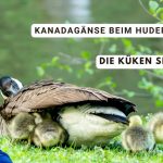 Kanadagänse beim Hudern. Man sieht die Kanadagans-Mutter mit ihren Küken. Die Küken versuchen der Mutter unter die Federn zu steigen. Titelbild für Blogbeitrag